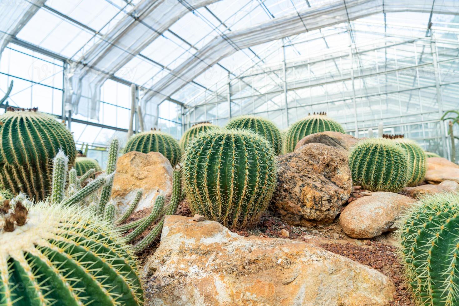 Hermoso cactus en el jardín en el jardín botánico queen sirikit chiang mai, tailandia foto