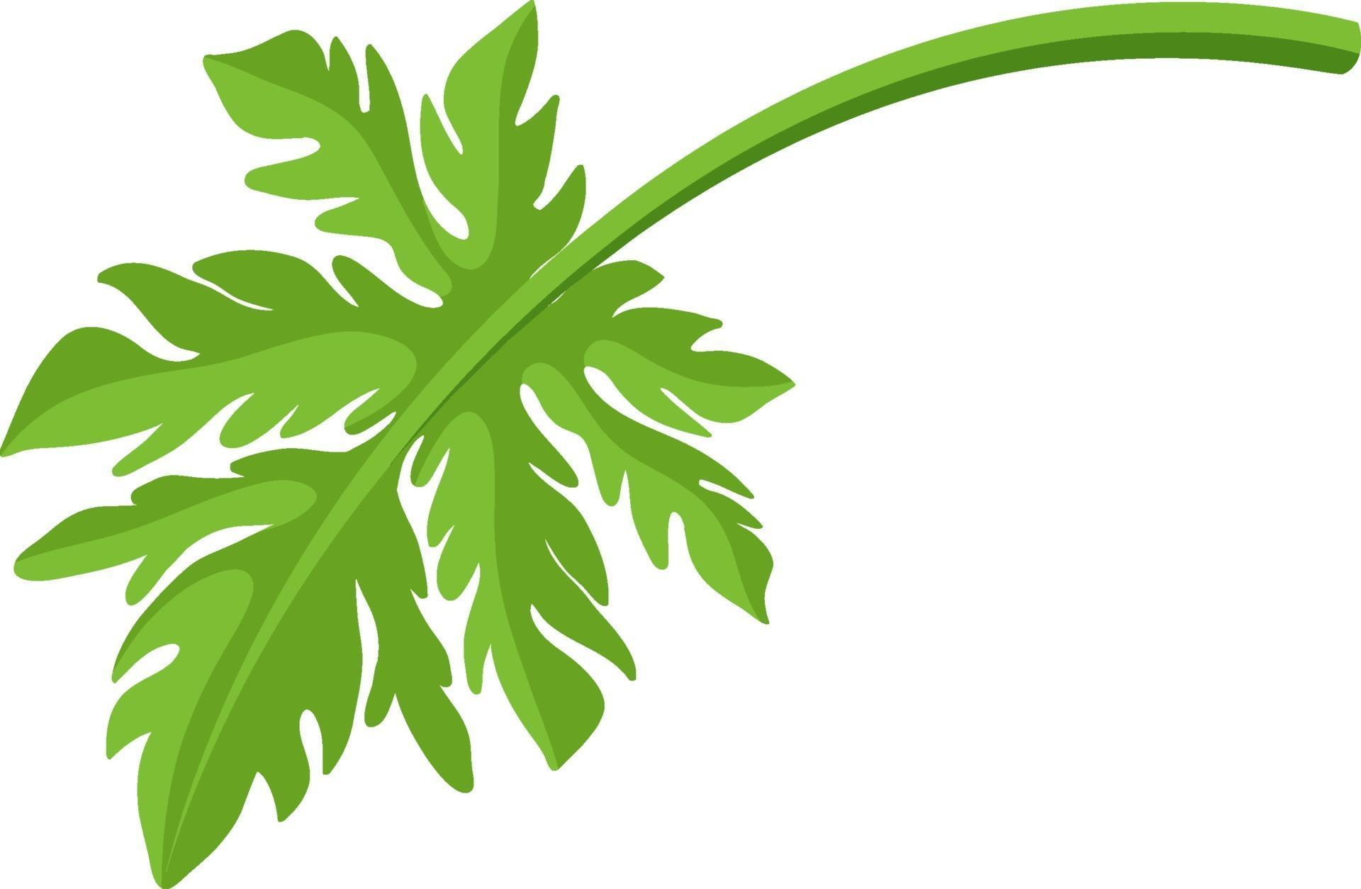 A leaf of papaya fruit isolated cartoon style on white background