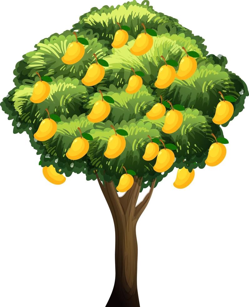 Yellow mango tree isolated on white background vector