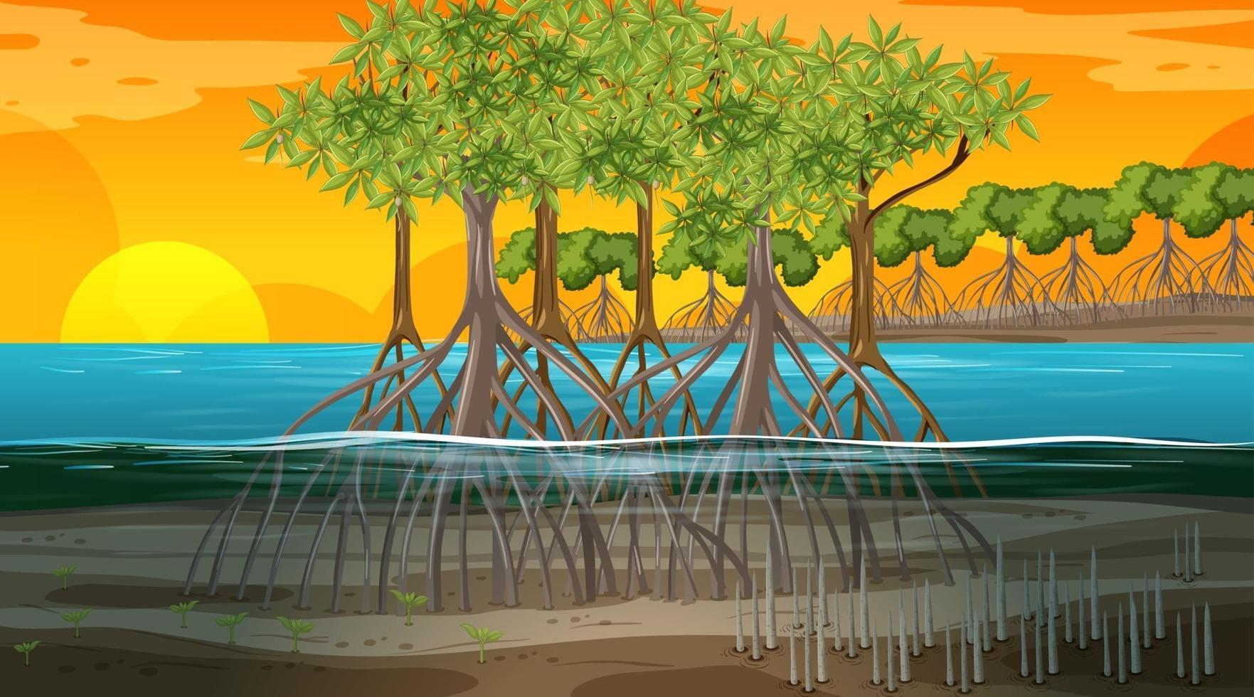 Mangrove forest landscape scene at sunset time vector