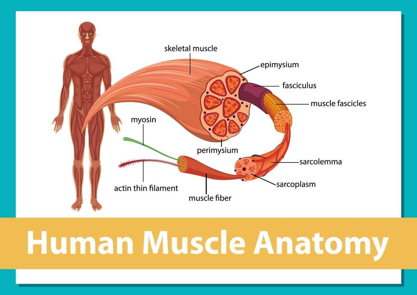 Human muscle anatomy with body anatomy vector