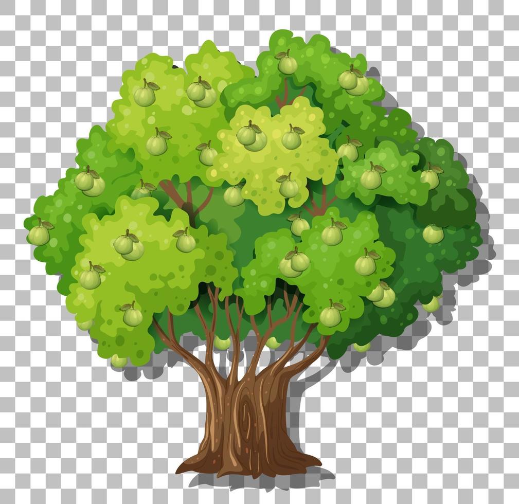 Guava tree isolated vector