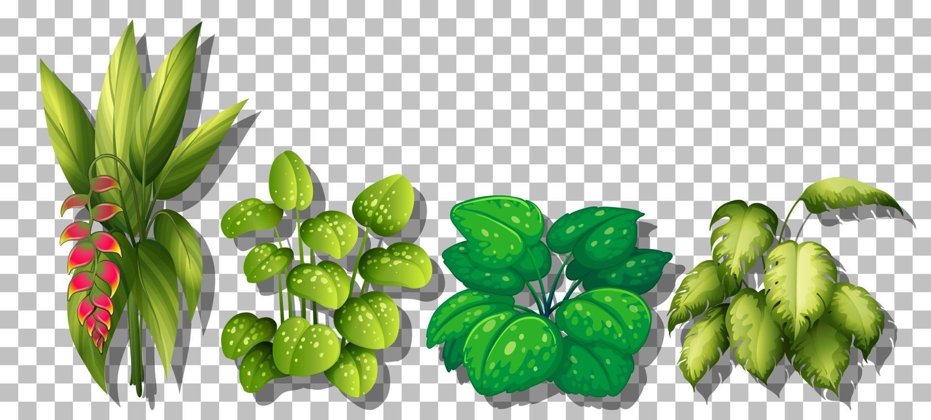 conjunto de varias plantas. vector