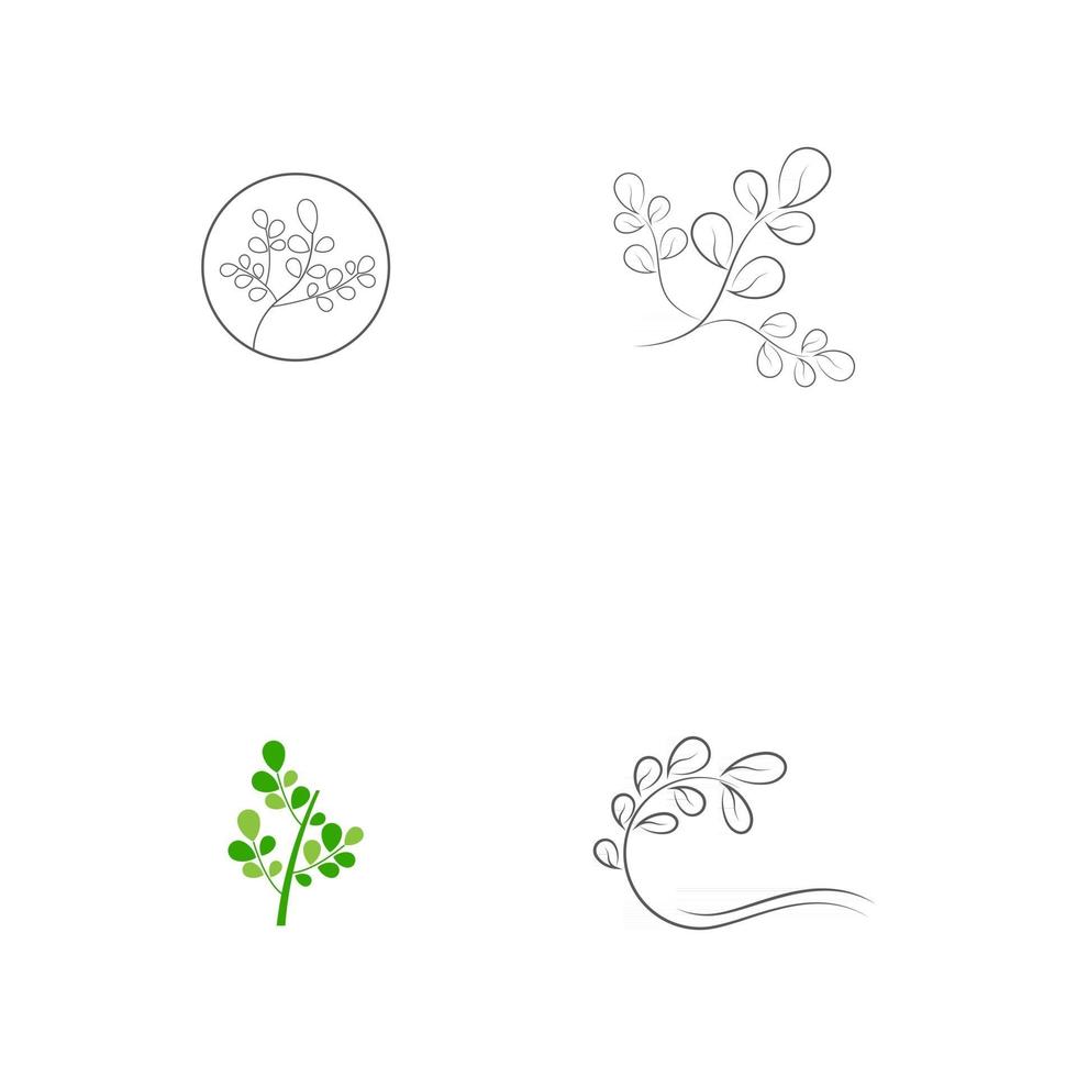 Set Moringa leaf Logo Template vector symbol nature