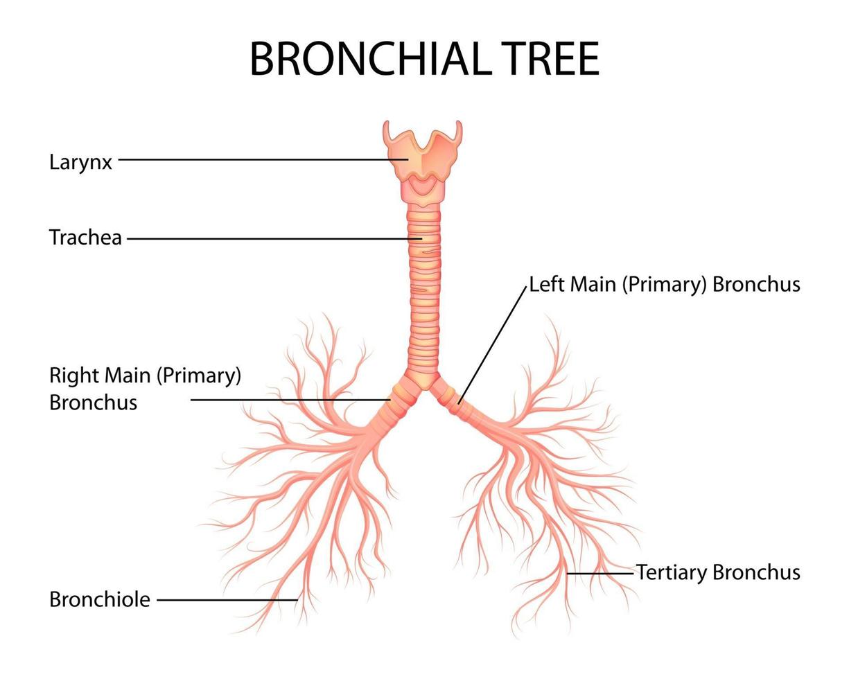 Ilustración del gráfico de dibujo de educación médica y sanitaria del árbol de los pulmones bronquial humano para el estudio de la biología científica vector