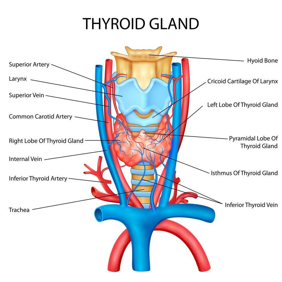Ilustración del gráfico de dibujo de educación médica de la glándula tiroides humana para el estudio de biología vector