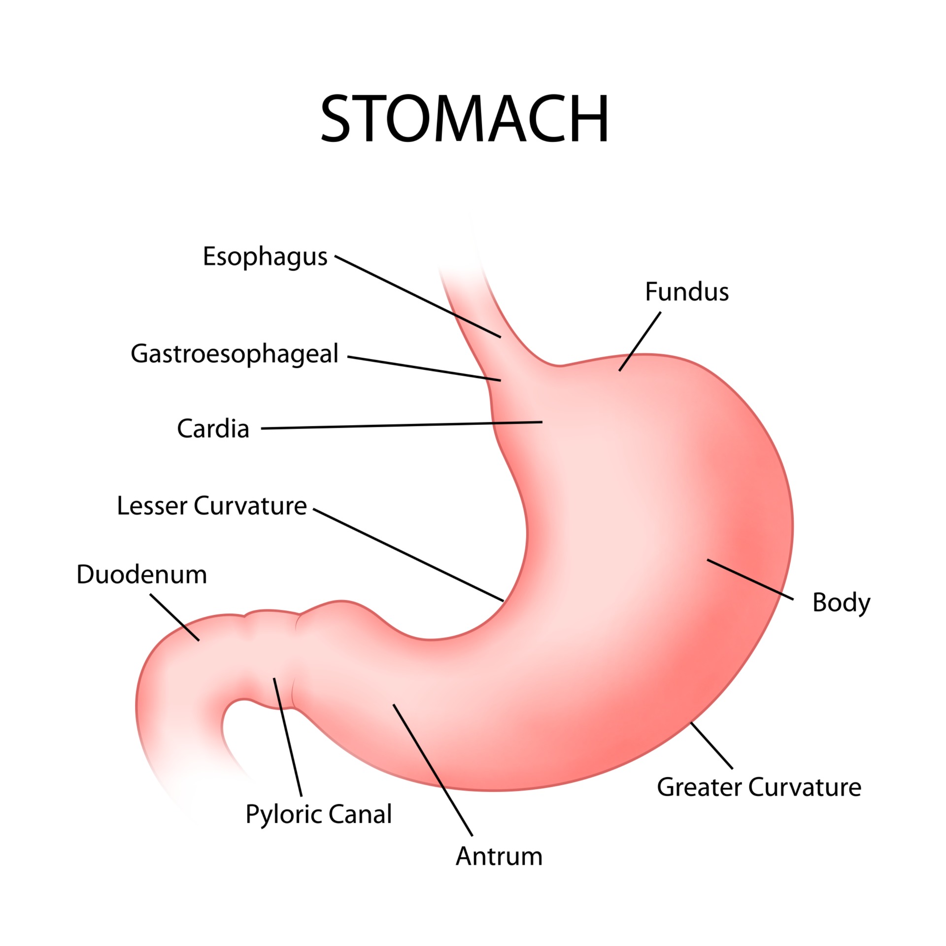 stomach waist trimmer