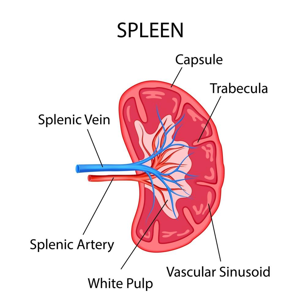 Ilustración del gráfico de dibujo de educación médica y sanitaria del bazo humano para el estudio de la biología científica vector