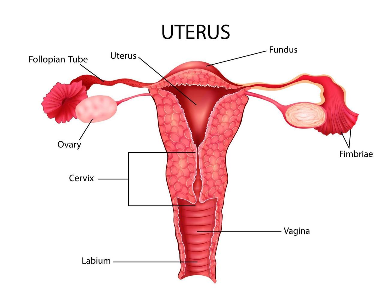 Ilustración del gráfico de dibujo de educación médica y sanitaria del útero femenino humano, parte del sistema reproductivo para el estudio de la biología científica vector