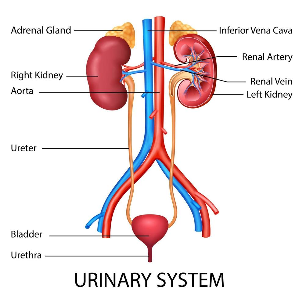 illustration of Healthcare and Medical education drawing chart of Human Urinary System for Science Biology study vector