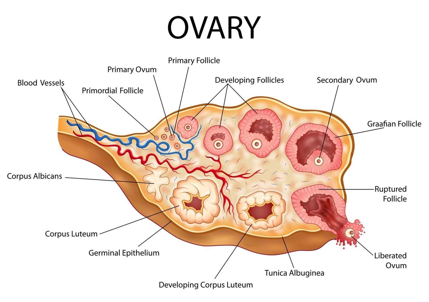 illustration of Healthcare and Medical education drawing chart of Human Female Ovary showing Follicle development stage and Ovulation for Science Biology study vector