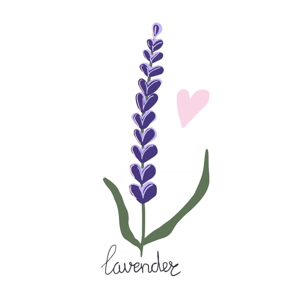 Hand drawn Lavender flower. Modern flat illustration. vector
