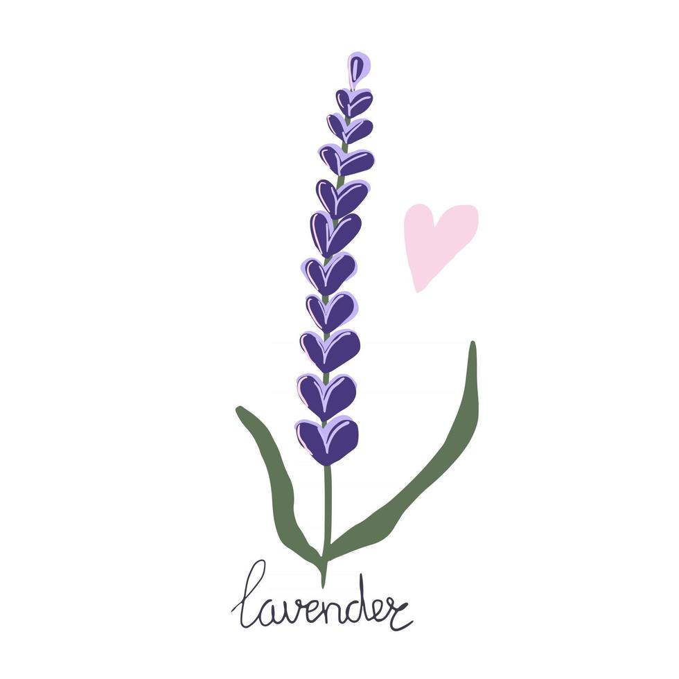 flor de lavanda dibujada a mano. ilustración plana moderna. vector