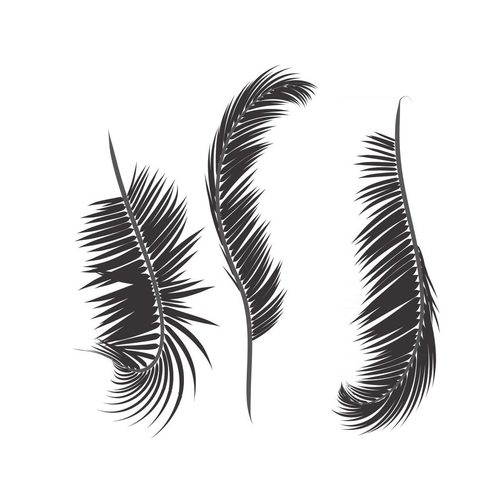 Leaves palm tree vector