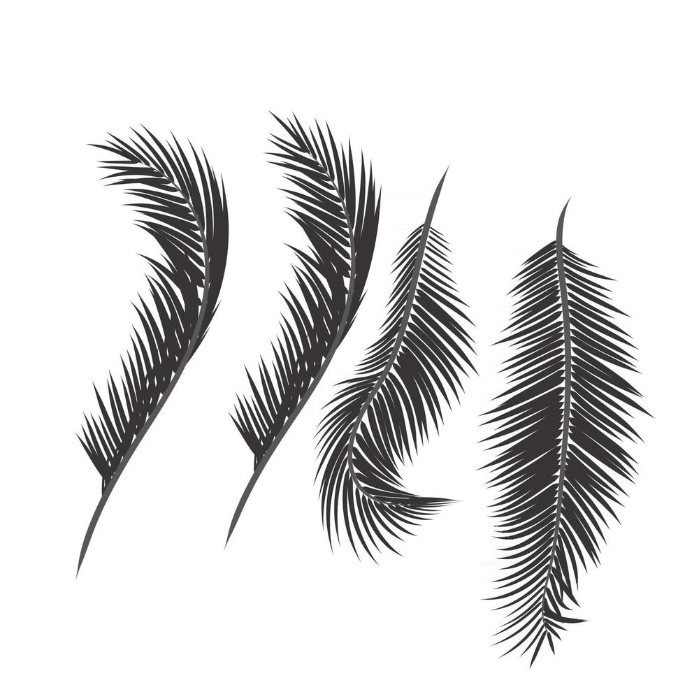 Leaves palm tree vector