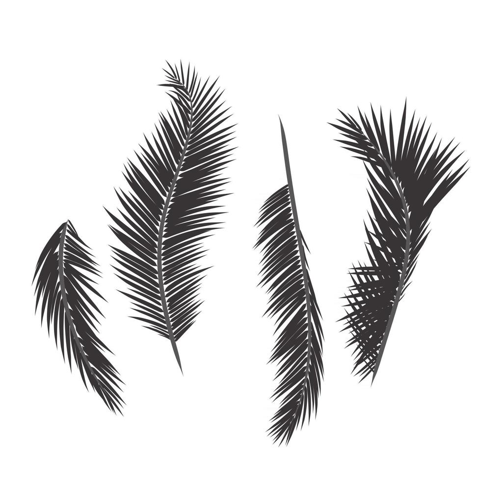 Leaves palm tree vector