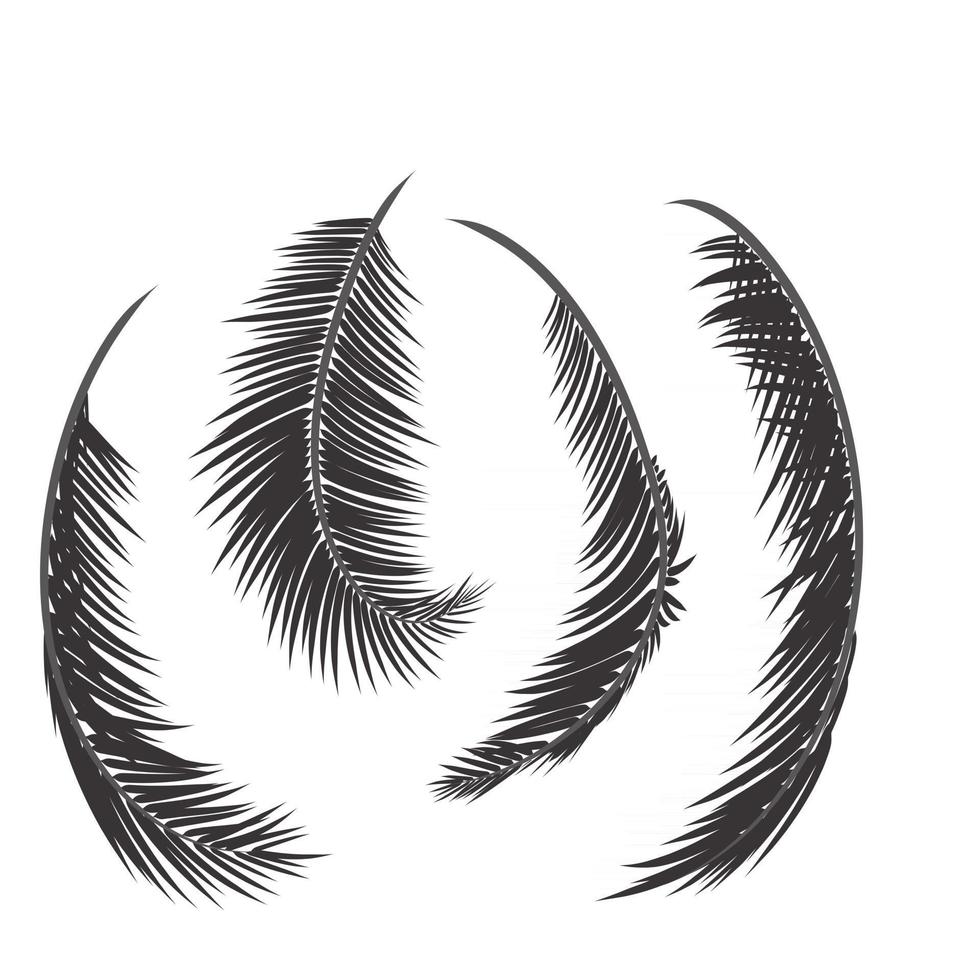 Leaves palm tree vector