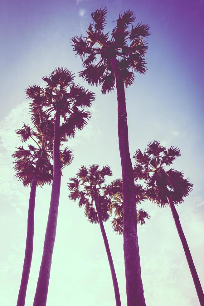 Beautiful palm tree on blue sky photo