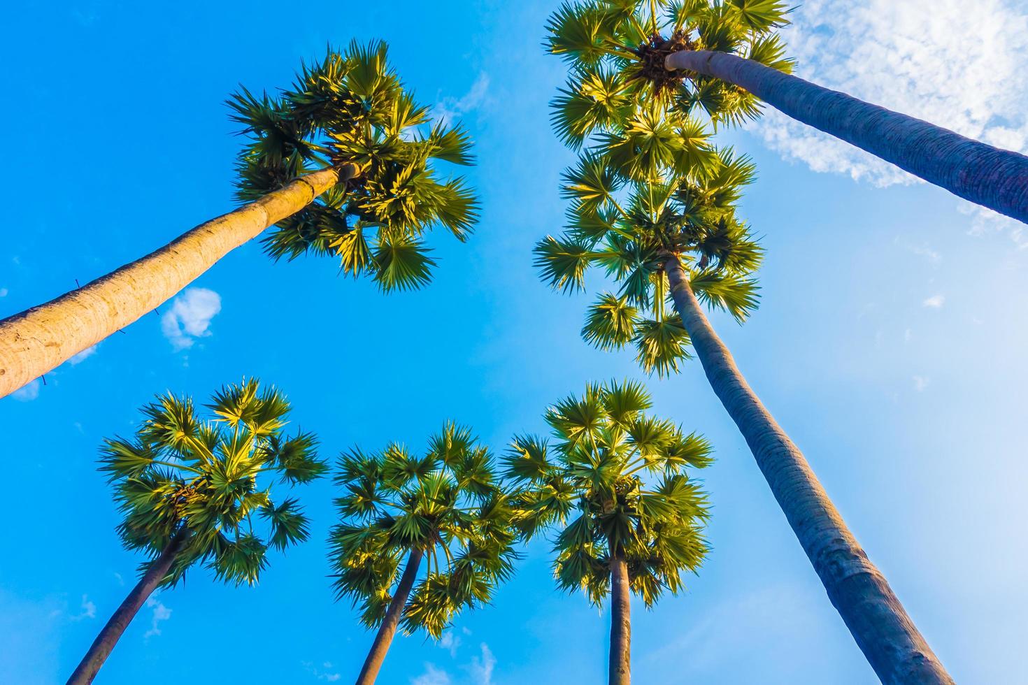 Beautiful palm tree on blue sky photo