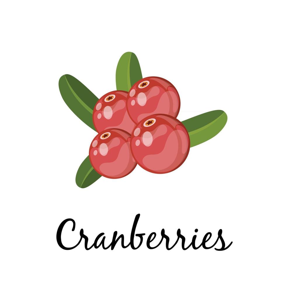 Cranberries illustration, thanksgiving day vector
