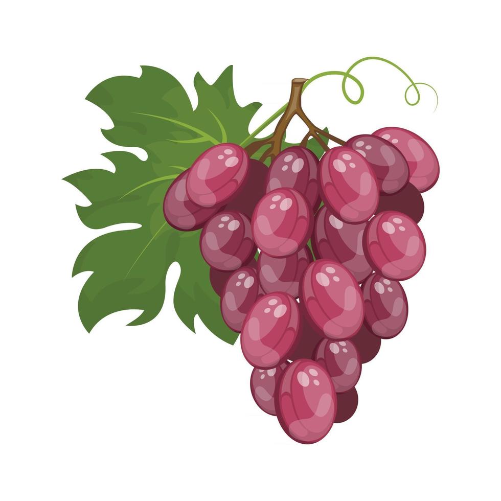 red grapes branch vector