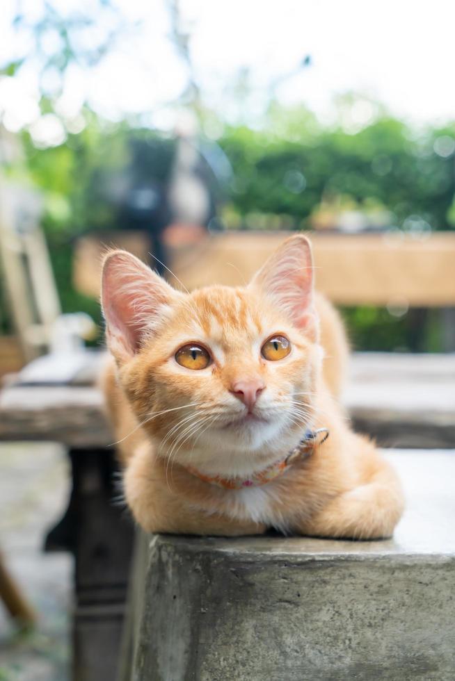 Close-up cute orange baby cat photo