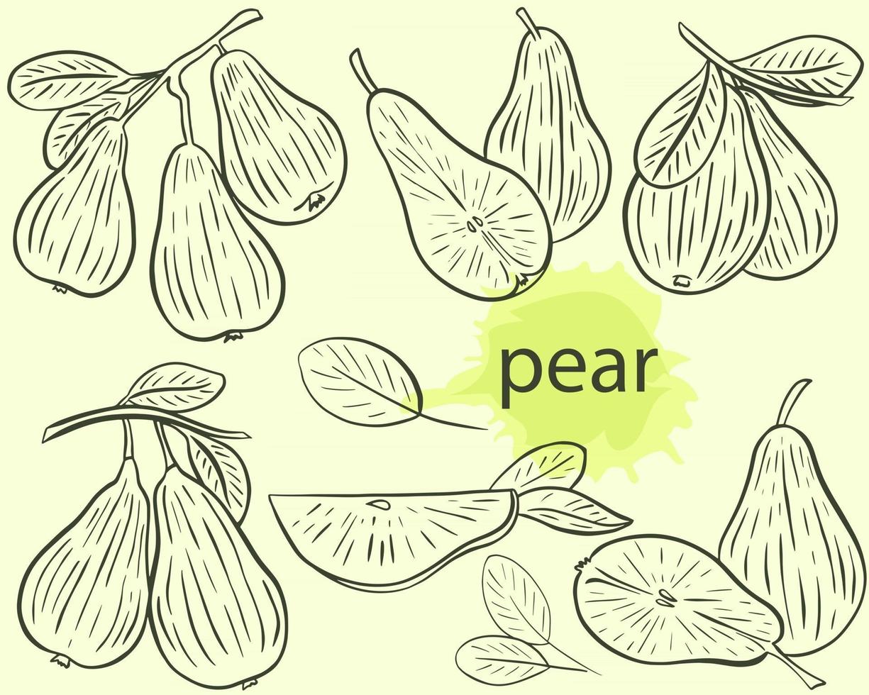 Pear sketch set vector