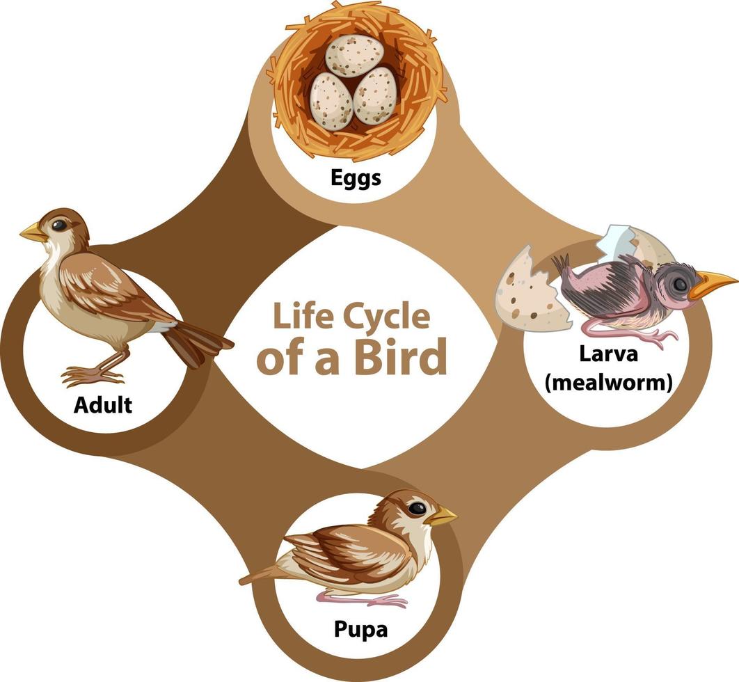 ciclo de vida de un diagrama de aves vector