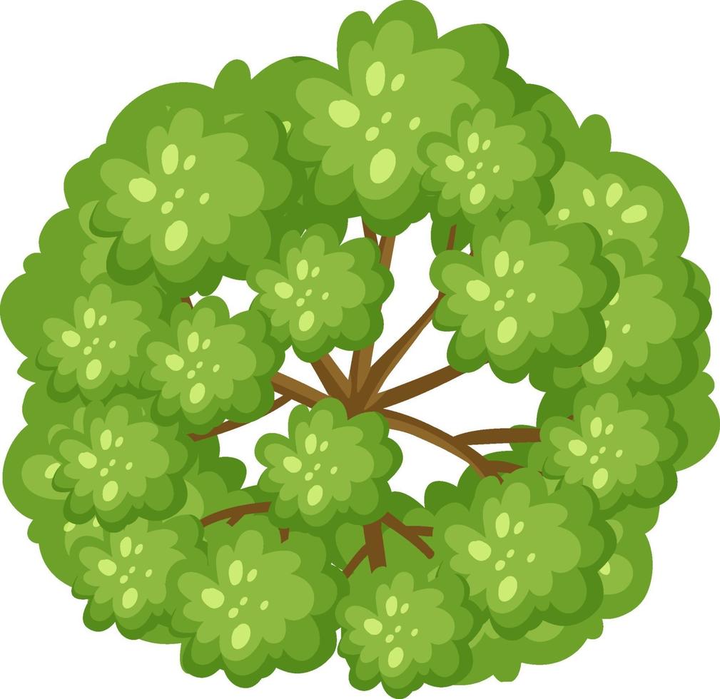 Top view of a tree isolated on white background vector