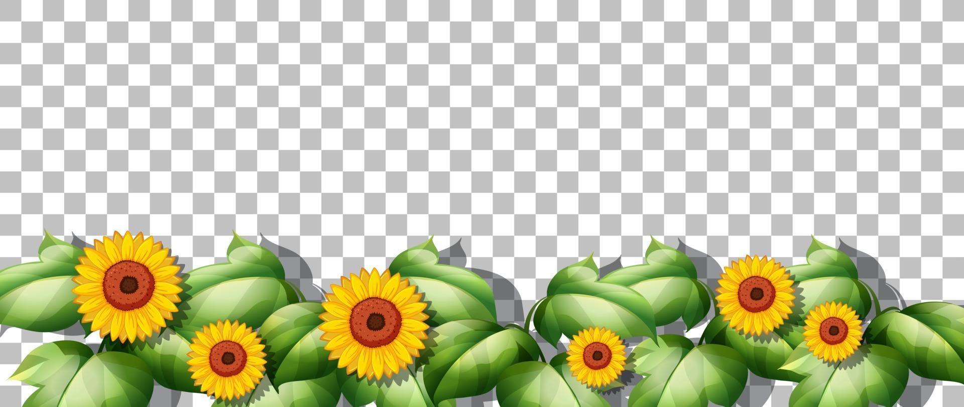 Sunflowers and leaves frame vector