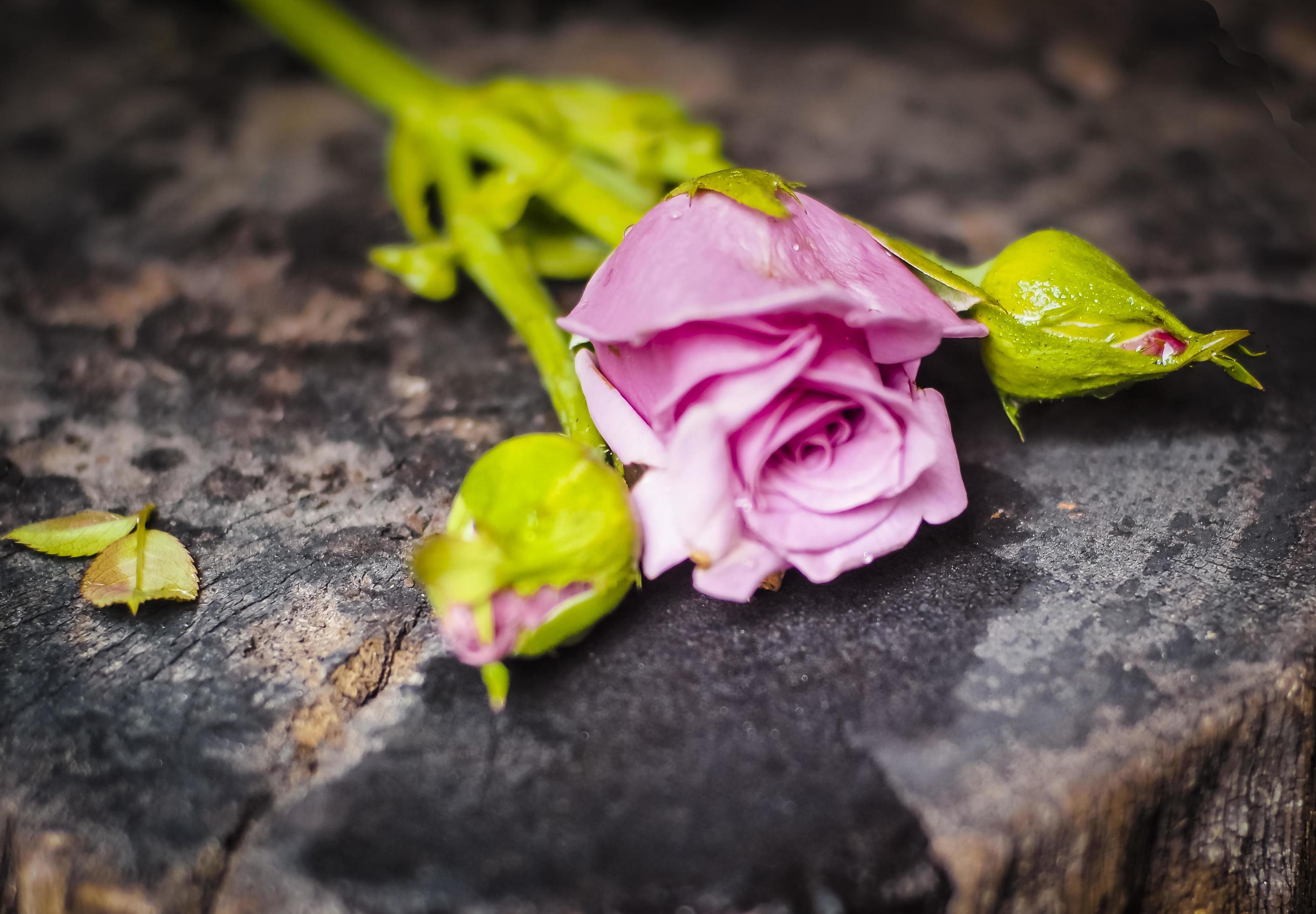 beautiful single rose flowers