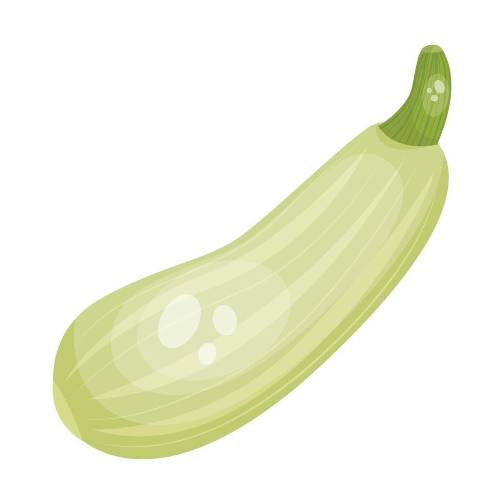 Squash vegetable, vector illustration