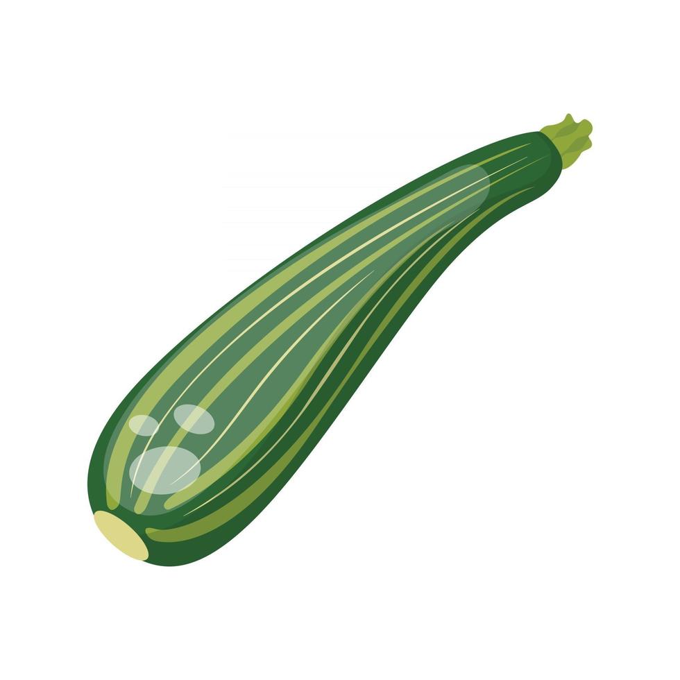 calabacín vegetal, ilustración vectorial vector