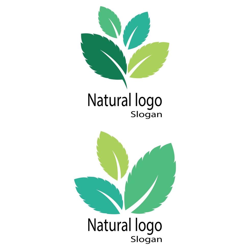 Mint leaves flat vector color icon template