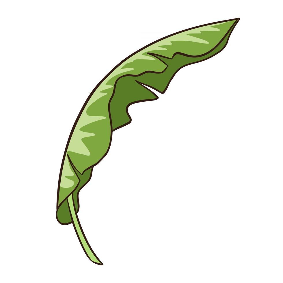 Tropical Banana leaf vector