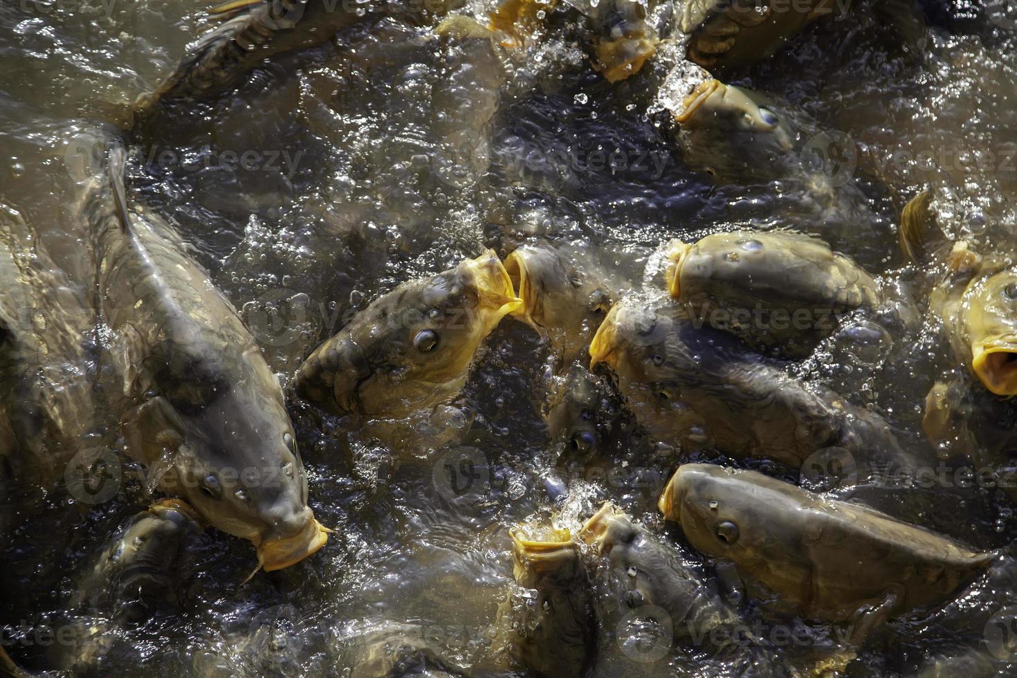 Carp eating in a pond photo