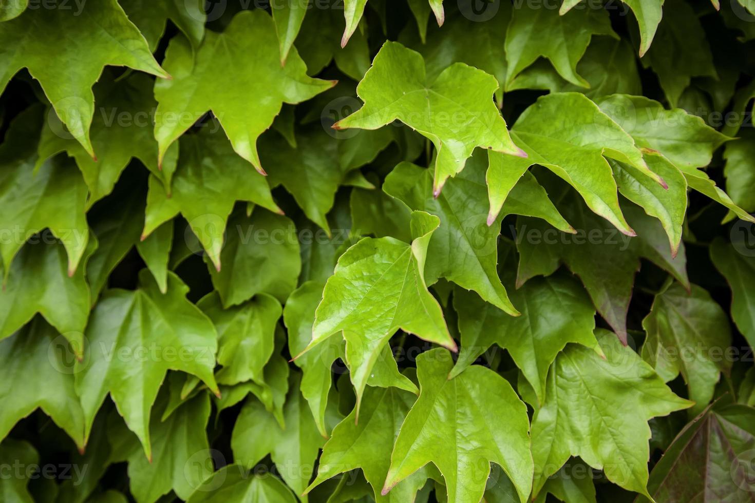 Green ivy wall photo