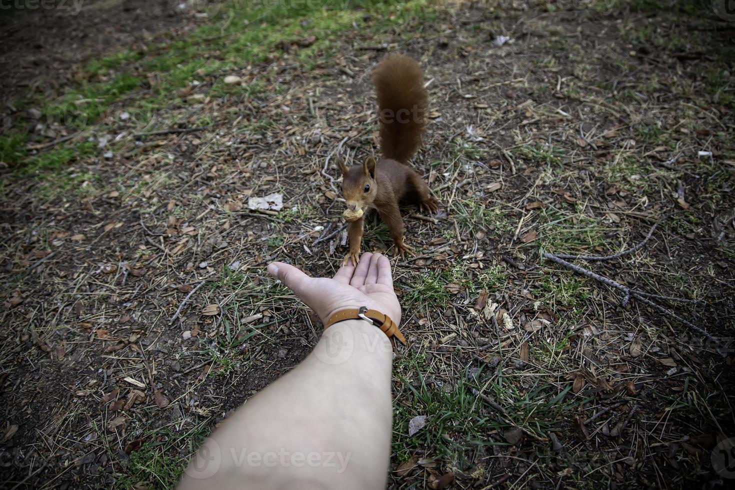 Feeding a squirrel photo