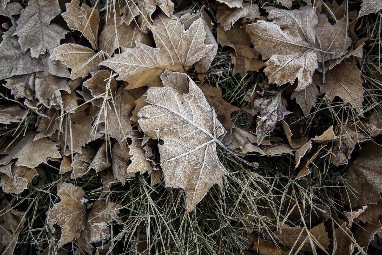 hojas congeladas en invierno foto