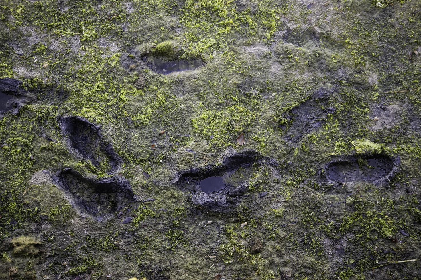 Footprints in the mud photo