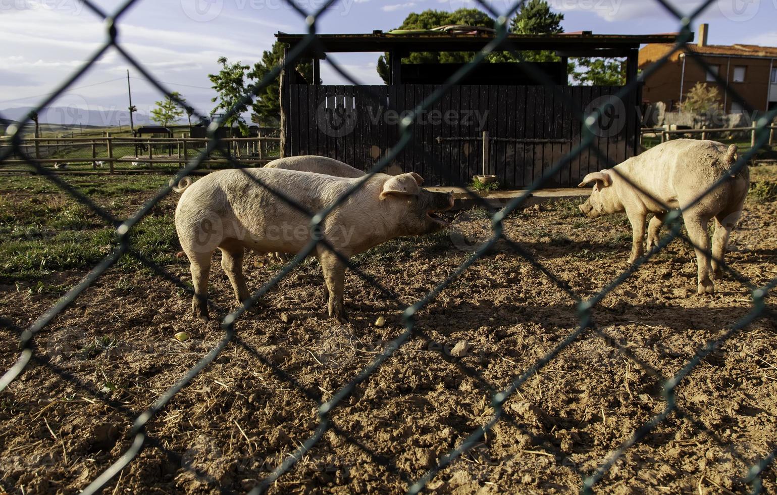 cerdos en una granja de animales foto