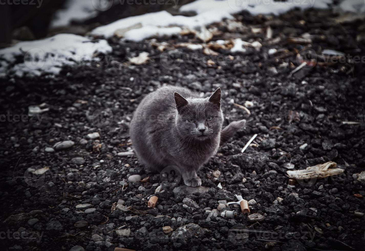 gato negro en la nieve foto