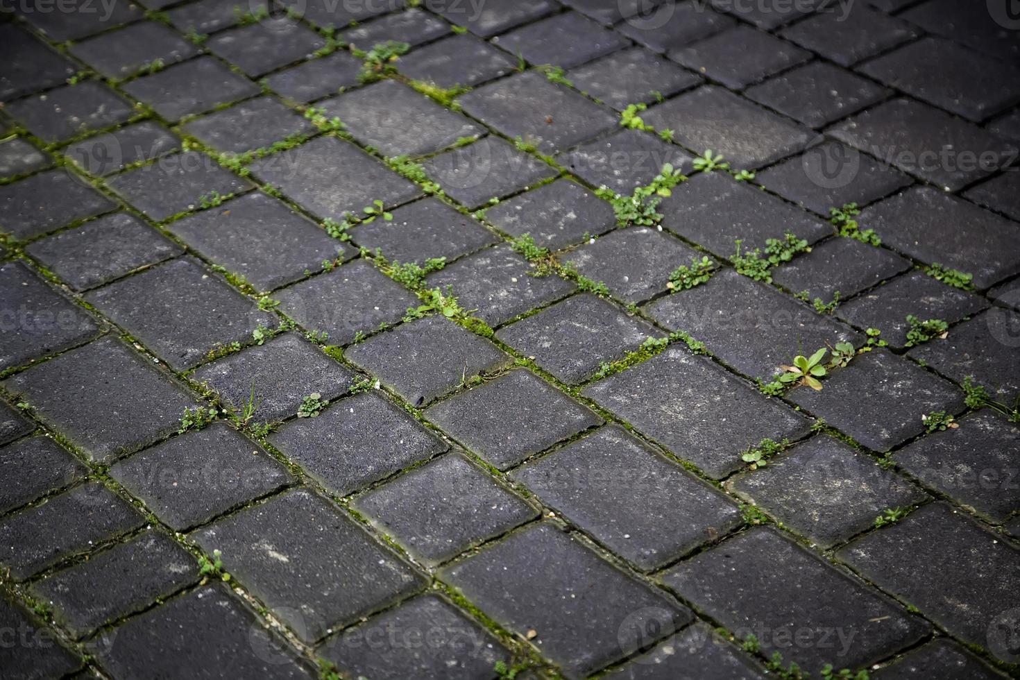 Old cobblestones with moss photo