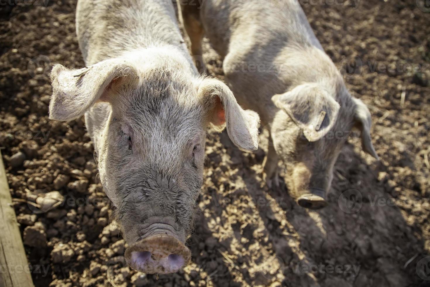 Pigs on farm photo