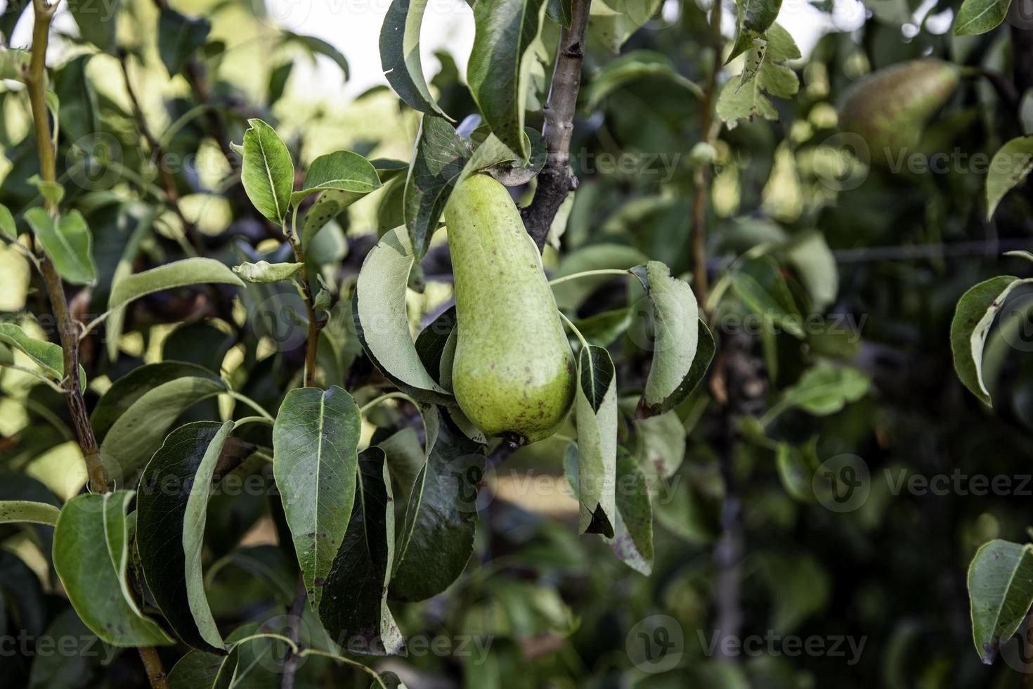 pera en un árbol frutal foto