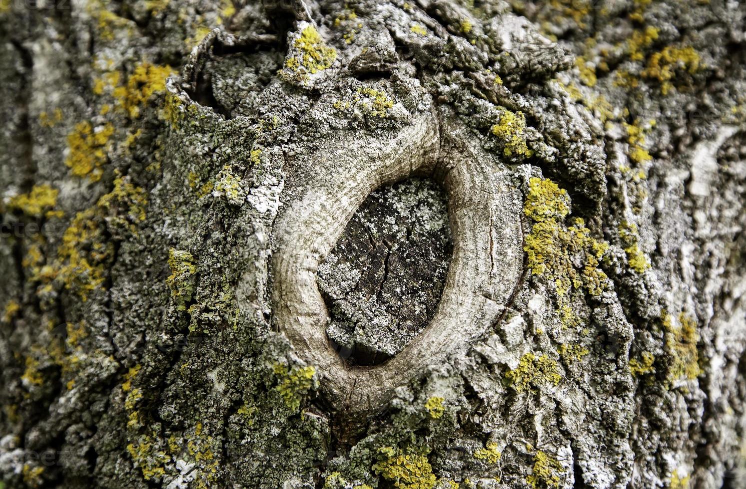 corteza de árbol viejo foto