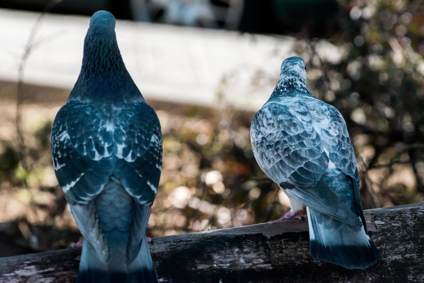 fondo de dos pájaros foto