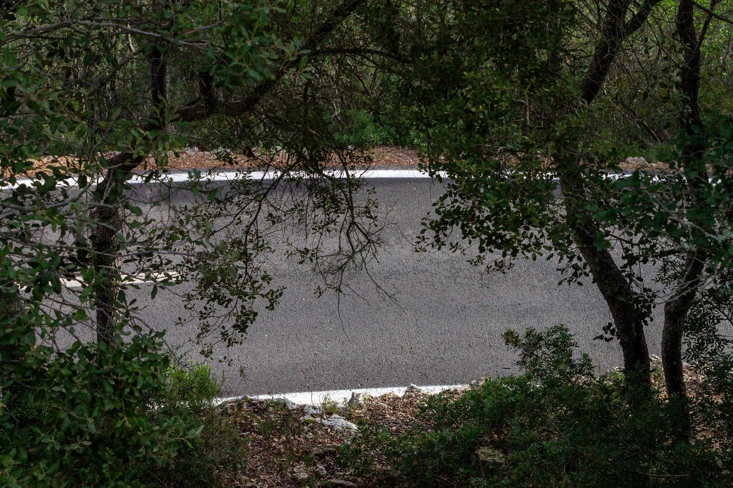 Road between the trees. cycling route of mallorca photo