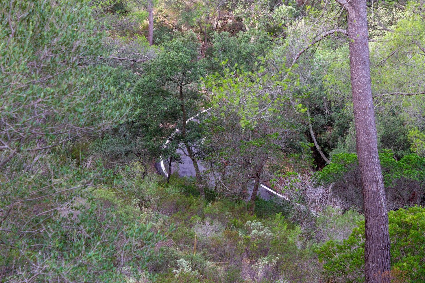 camino entre los árboles. ruta ciclista de mallorca foto