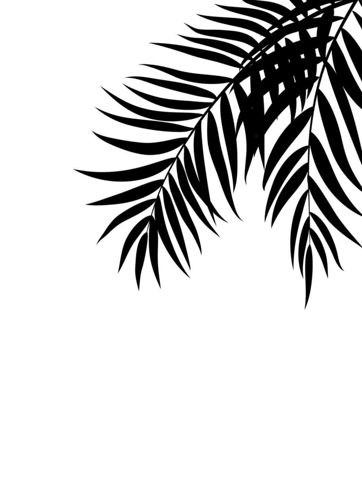 Beautifil Palm Tree Leaf Silhouette Background Vector Illustration